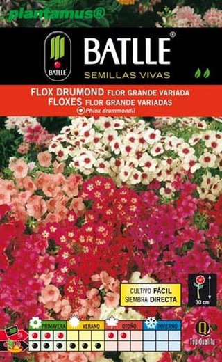 Semilla de flox drumond flor grande variada, phlox drummondii
