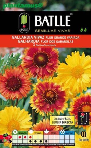 Variété grande fleur graine de Gallardia vivace, Gaillardia aristata