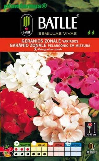 Semilla de geranios zonal variados, pelargonium zonale.
