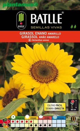 Semente de girassol anão amarelo, helianthus annus