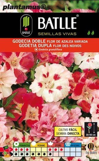 Fleur d'azalée panachée double graine de godecia, Godetia grandiflora