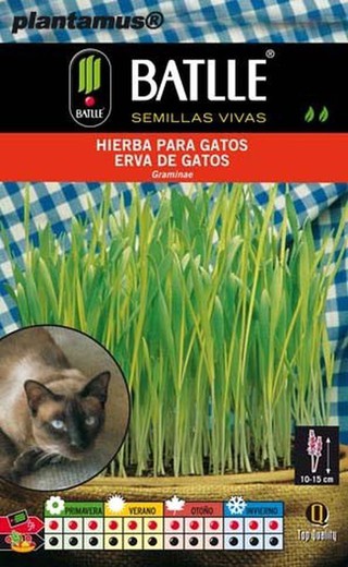 Semilla de hierba para gatos, erva dos gatos, graminae.