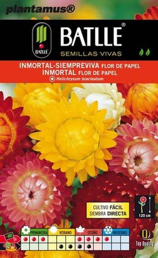 Semilla de inmortal - siempreviva flor de papel,  helichrysum bracteatum