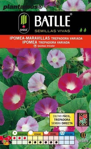 Semilla de ipomea - maravillas trepadora variada, ipomea tricolor
