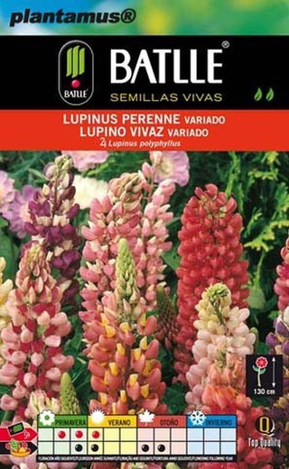 Semilla de lupinus perenne variado, lupino vivaz, lupinus polyphyllus