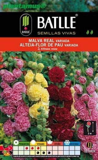 Graines de mauve mélangées, Alteia flor de Pau, Althaea rosea