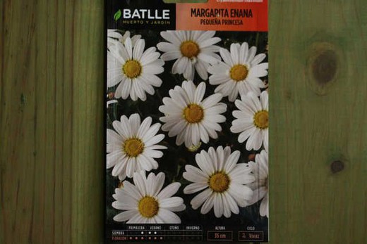 Semilla de margarita enana, crysanthemum maximum