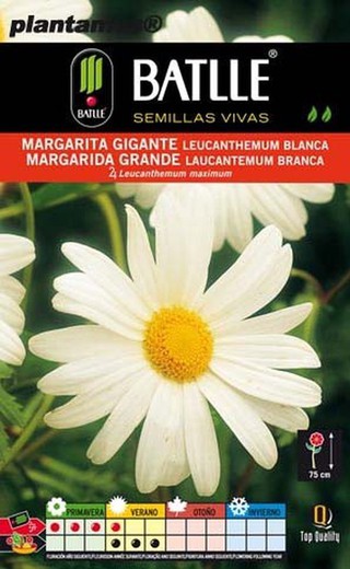 Semilla de margarita gigante blanca, leucantemum maximum