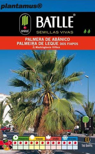 Semilla de palmera de abanico,  washingtonia filifera