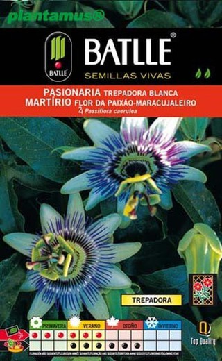 Escalada de sementes de maracujá, passiflora caerulea