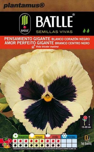 Graine de Pensée Géante Blanche Coeur Noir, Viola Tricolor Maxima