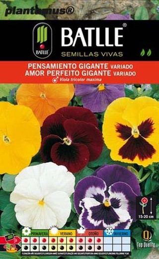 Graine de Pensée Géante Variée, Perfect Love, Viola Tricolor Maxima