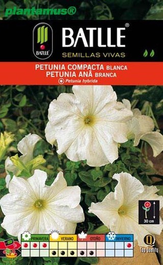 Semilla de petunia compacta blanca, petunia hybrida
