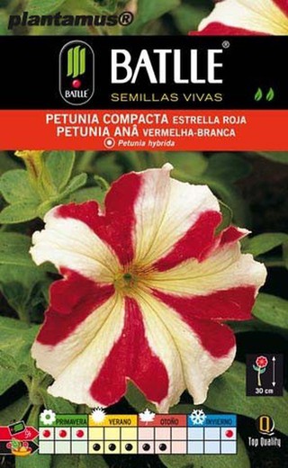 Semilla de petunia compacta estrella roja, petunia hybrida