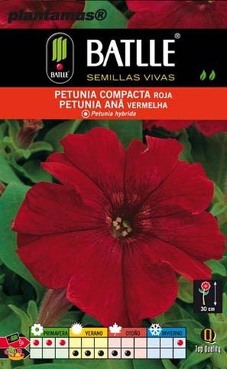 Semilla de petunia compacta roja, petunia hybrida