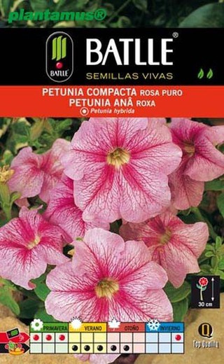 Semilla de petunia compacta rosa puro, petunia hybrida