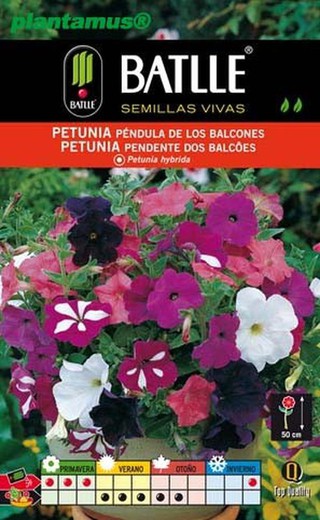 Semilla de petunia pendula de los balcones, petunia hybrida