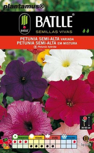 Semence de pétunia semi-haute mixte, Petunia hybrida