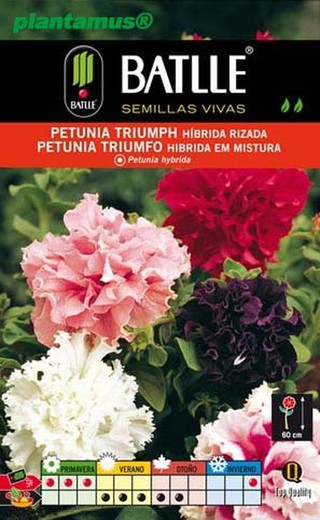 Graine de triomphe de pétunia hybride bouclé, Petunia hybrida