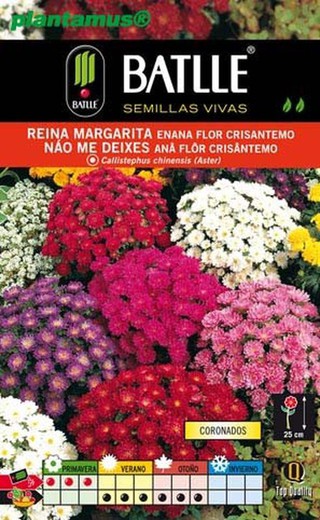Semilla de reina margarita enana flor crisantemo, callistephus chinensis, aster