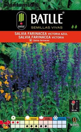 Salvia farinacea azul semente de victoria, salvia farinacea