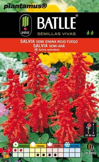 Semilla de salvia semi enana compacta rojo fuego, salvia splendens