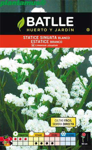 Semilla de statice sinuata blanco, estatice branco, limonium sinuatum
