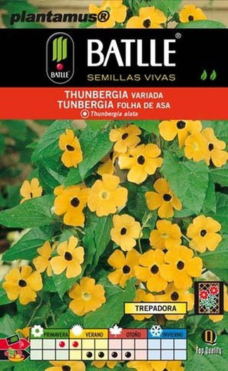 Sementes variadas de thunbergia, thunbergia alata