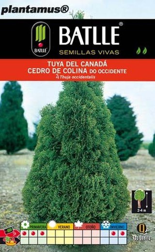 Graine de thuya du Canada, thuya occidental, thuya occidentalis