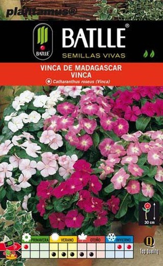 Semilla de vinca de madagascar, catharanthus roseus
