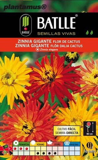 Flor de cacto de semente de zínia gigante, flor de cacto de dália, zinnia elegans