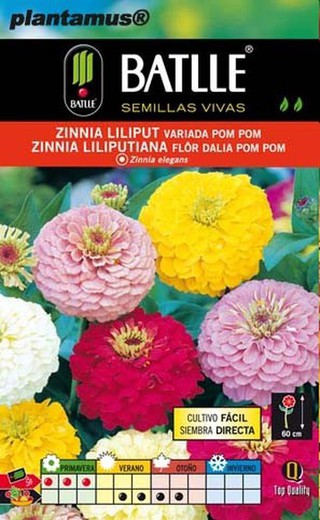 Graines variées de pom pom de Zinnia Liliput`` Zinnia elegans