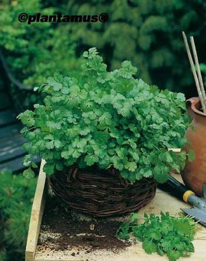 Semilla ecológica aromática de coriandro o cilantro
