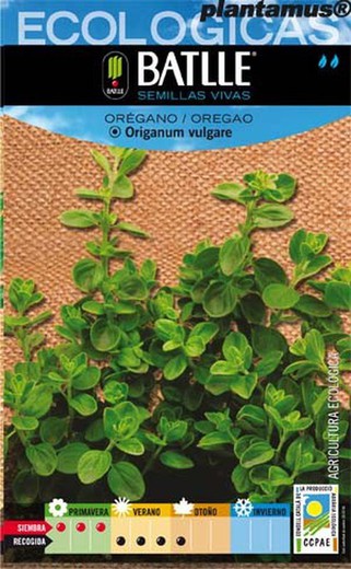 Semilla ecológica aromática de orégano, oregao, origanum vulgare