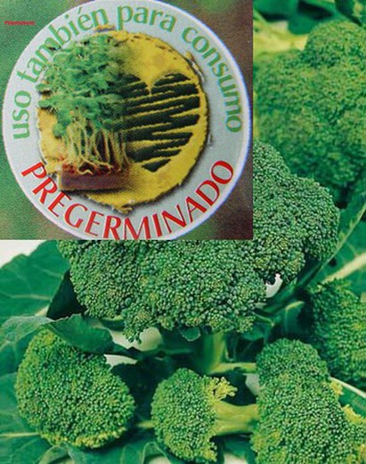 Sementes orgânicas de brócolis, brocoli, brecol