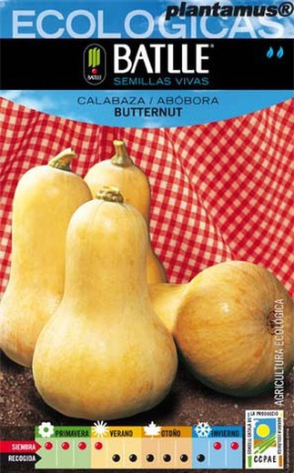 Semilla ecológica de calabaza butternut, abobora, cucurbita