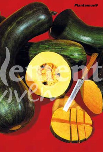 Graine écologique de citrouille comestible de Guernica