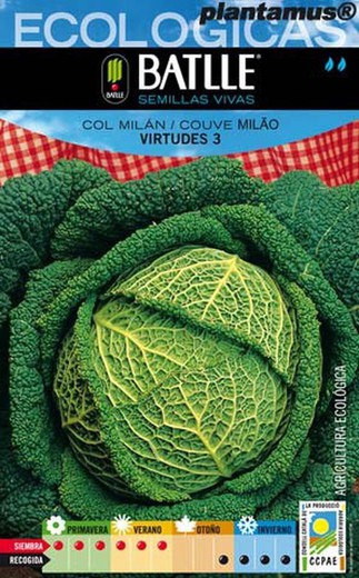 Graine de chou écologique Milan vertus 3