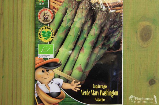 Graines d'asperges vertes biologiques Mary Washington