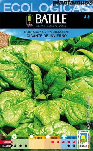 Graine biologique d'épinards d'hiver géants, spinafre