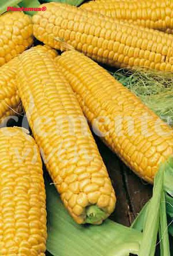 Semilla ecológica de maíz dulce golden bantam
