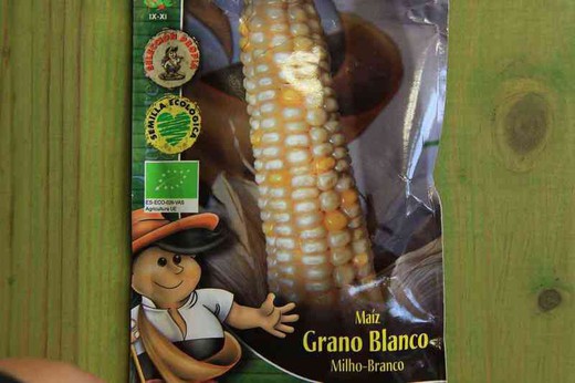 Semilla ecológica de maíz para grano, grano blanco