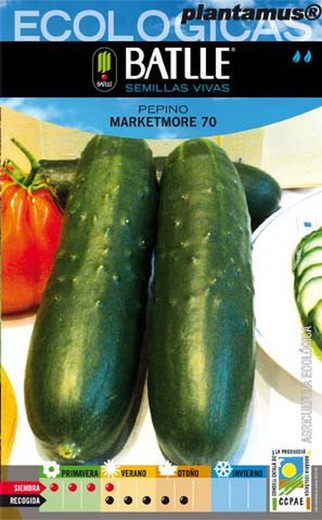 Graine de concombre biologique Marketmore