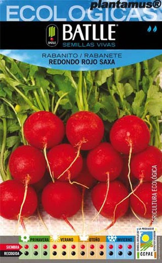 Semilla ecológica de rabanito redondo rojo saxa, rabanete