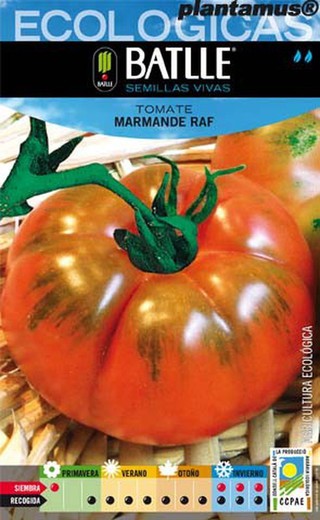Semilla ecológica de tomate marmande raft