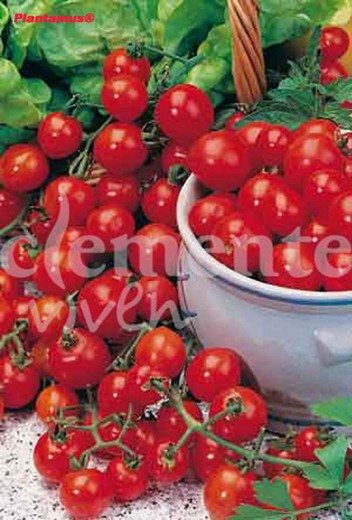 Semilla ecológica de tomate red cherry, tomate cereza