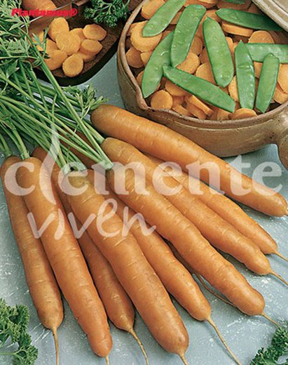 Semilla ecológica de zanahoria berlicum, daucus carota.