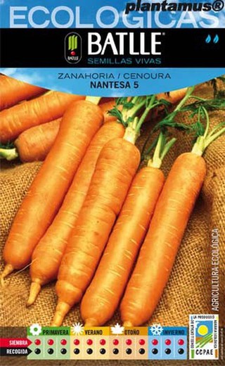 Semilla ecológica de zanahoria nantesa 5, cenoura