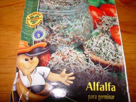 Semilla ecológica para germinar de alfalfa
