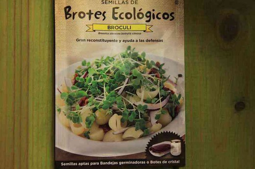 Sementes ecológicas para germinar brócolis, brotam fácil cultivo